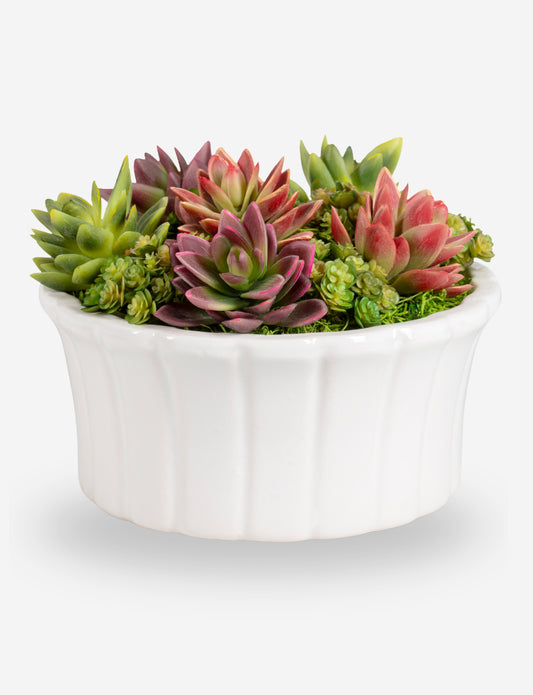 Callan Succulent Arrangement