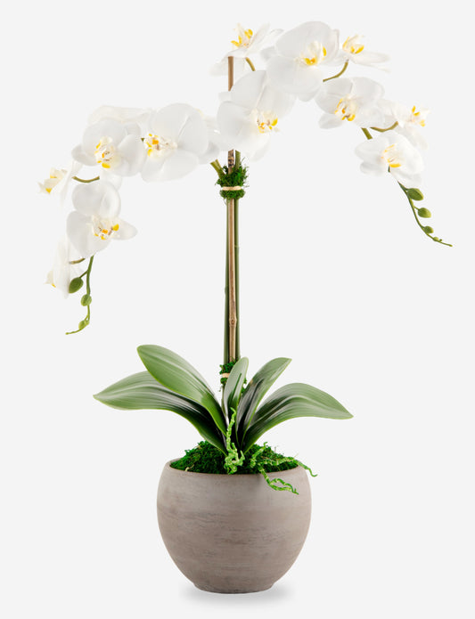 Cassis RealTouch Orchid Arrangement