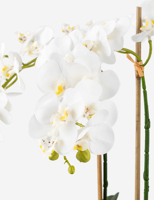 Ciara RealTouch Orchid Planter