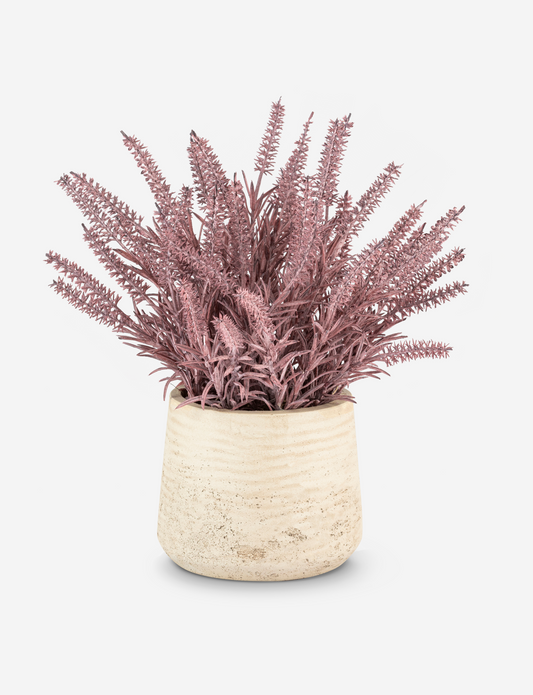 Esme Purple Wheatgrass