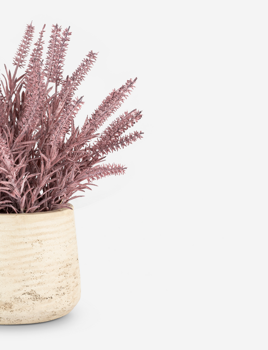 Esme Purple Wheatgrass