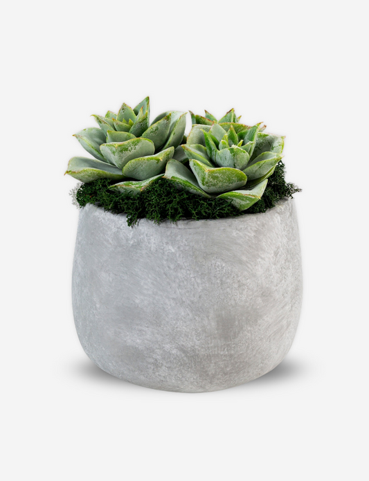 Sandy Cement Succulent Arrangement