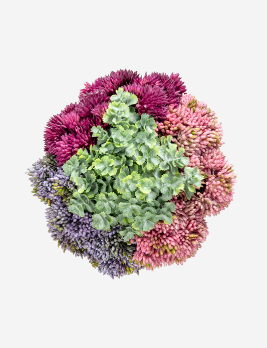 Loreta Sedum Arrangement