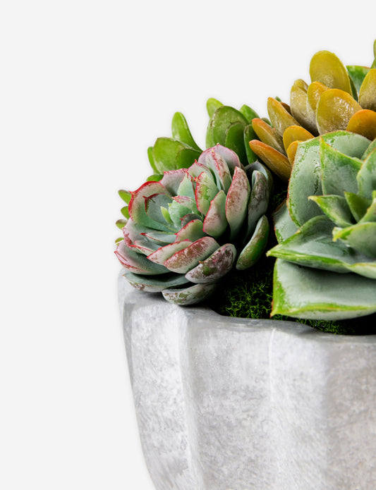 Madison Pleated Cement Succulent Arrangement
