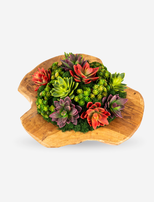 Mojave Wooden Bowl Succulent Arrangement