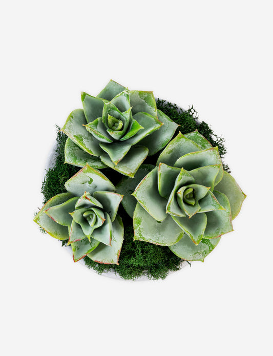 Sandy Cement Succulent Arrangement