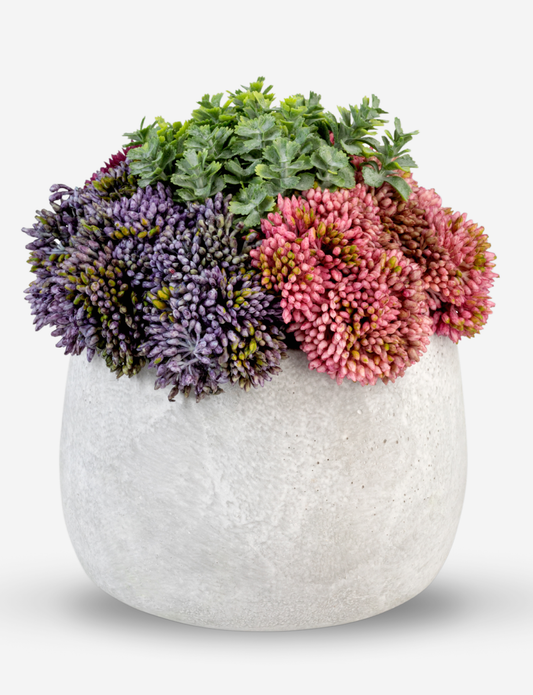 Loreta Sedum Arrangement