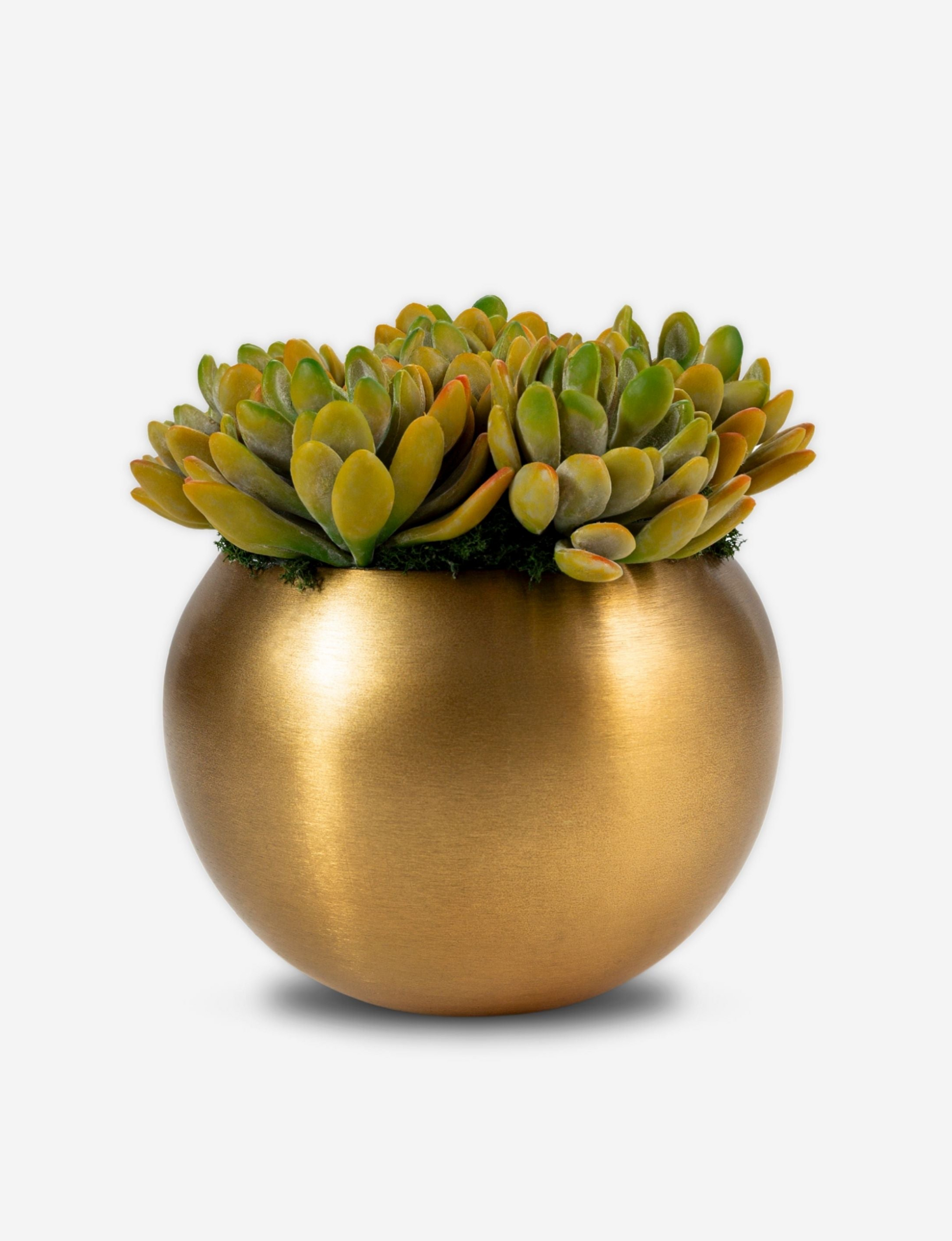 gold potted succulent Beatrice Gold Succulent Arrangement