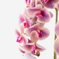 Abella RealTouch Orchid Arrangement