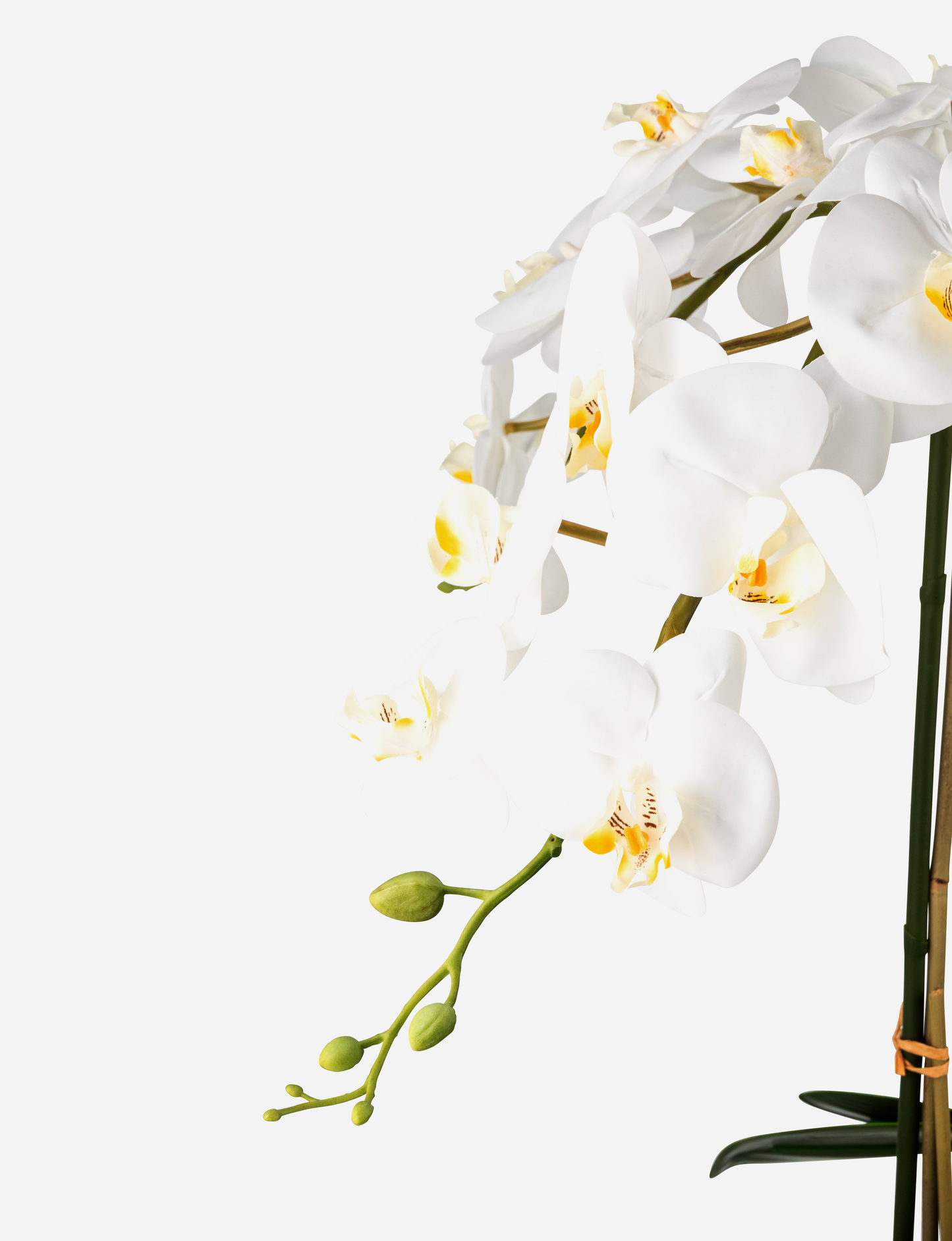 Abella RealTouch Orchid Arrangement