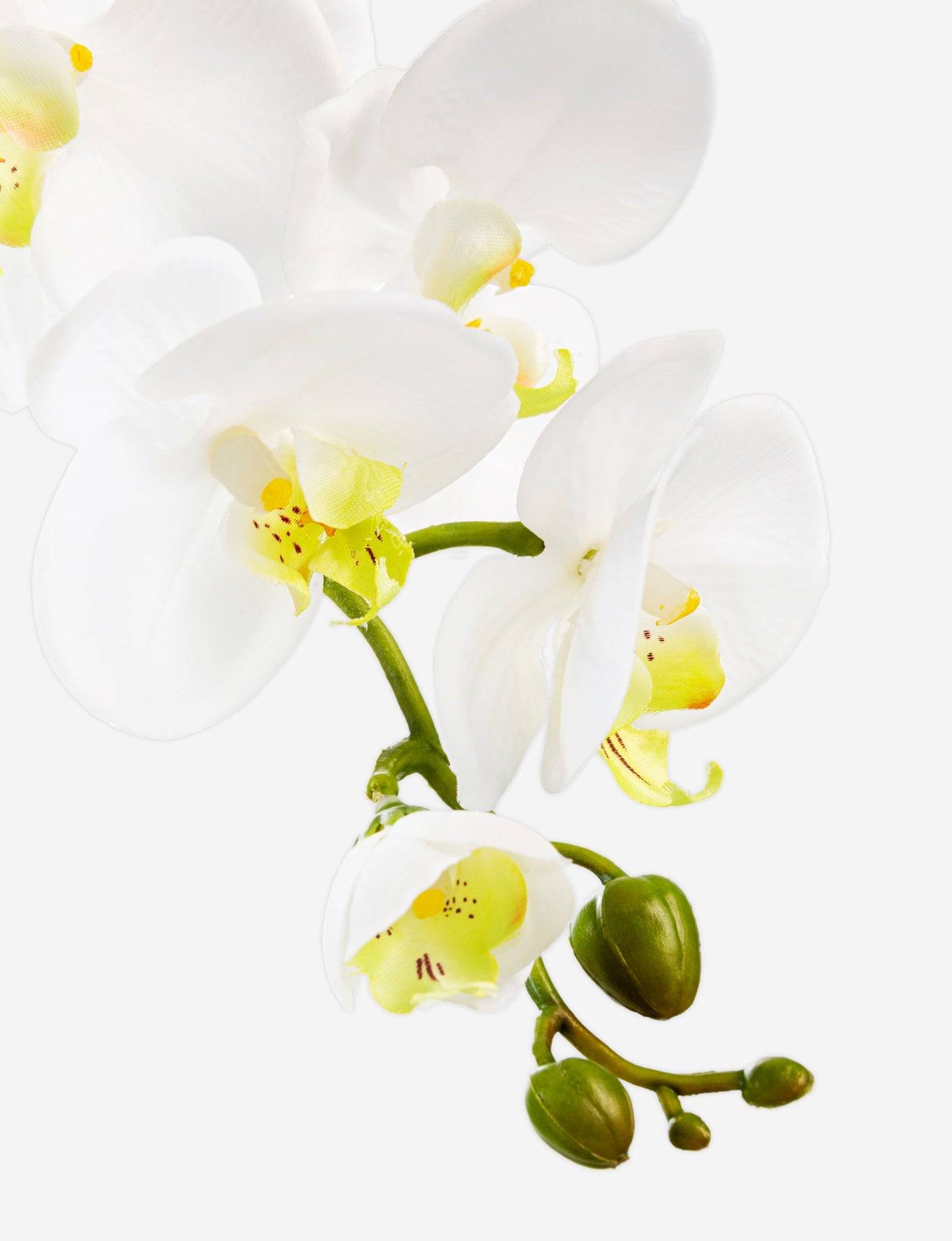 Adeline Gold RealTouch Orchid