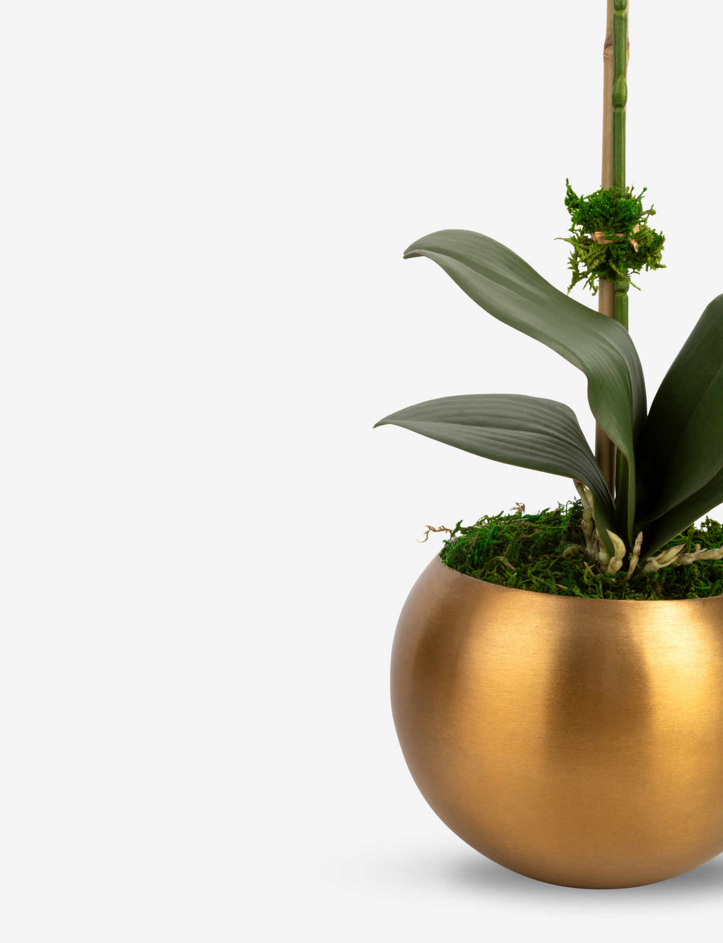 Adeline Gold RealTouch Orchid