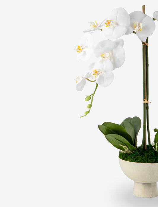 Anne RealTouch Orchid Arrangement