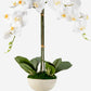 Anne RealTouch Orchid Arrangement