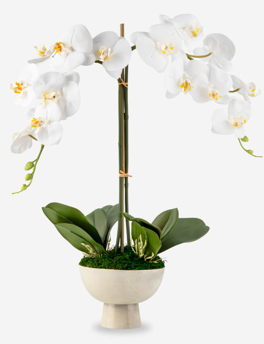 Anne RealTouch Orchid Arrangement