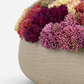 Ariane Sedum Arrangement