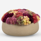 Ariane Sedum Arrangement
