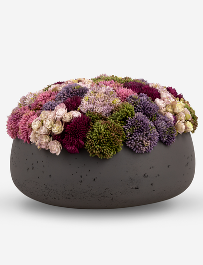 Ariane Sedum Arrangement