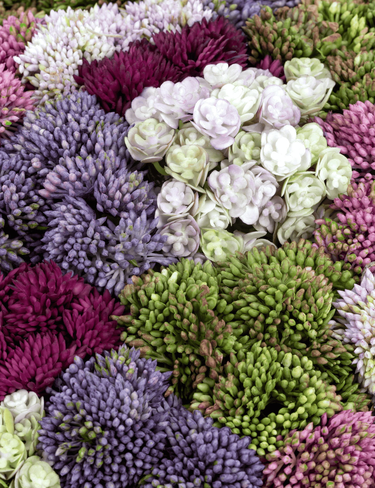 Ariane Sedum Arrangement