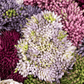 Ariane Sedum Arrangement