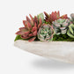 Asti Succulent Cement Arrangement