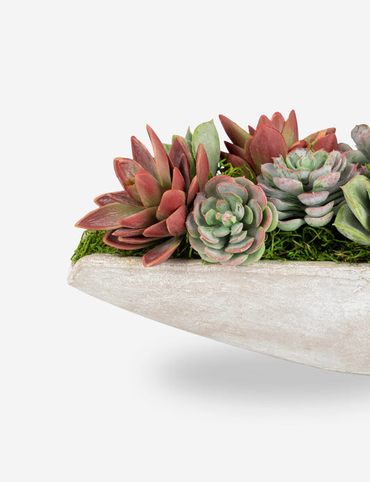 Asti Succulent Cement Arrangement
