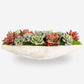 Asti Succulent Cement Arrangement
