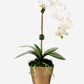 Axel RealTouch Orchid Arrangement