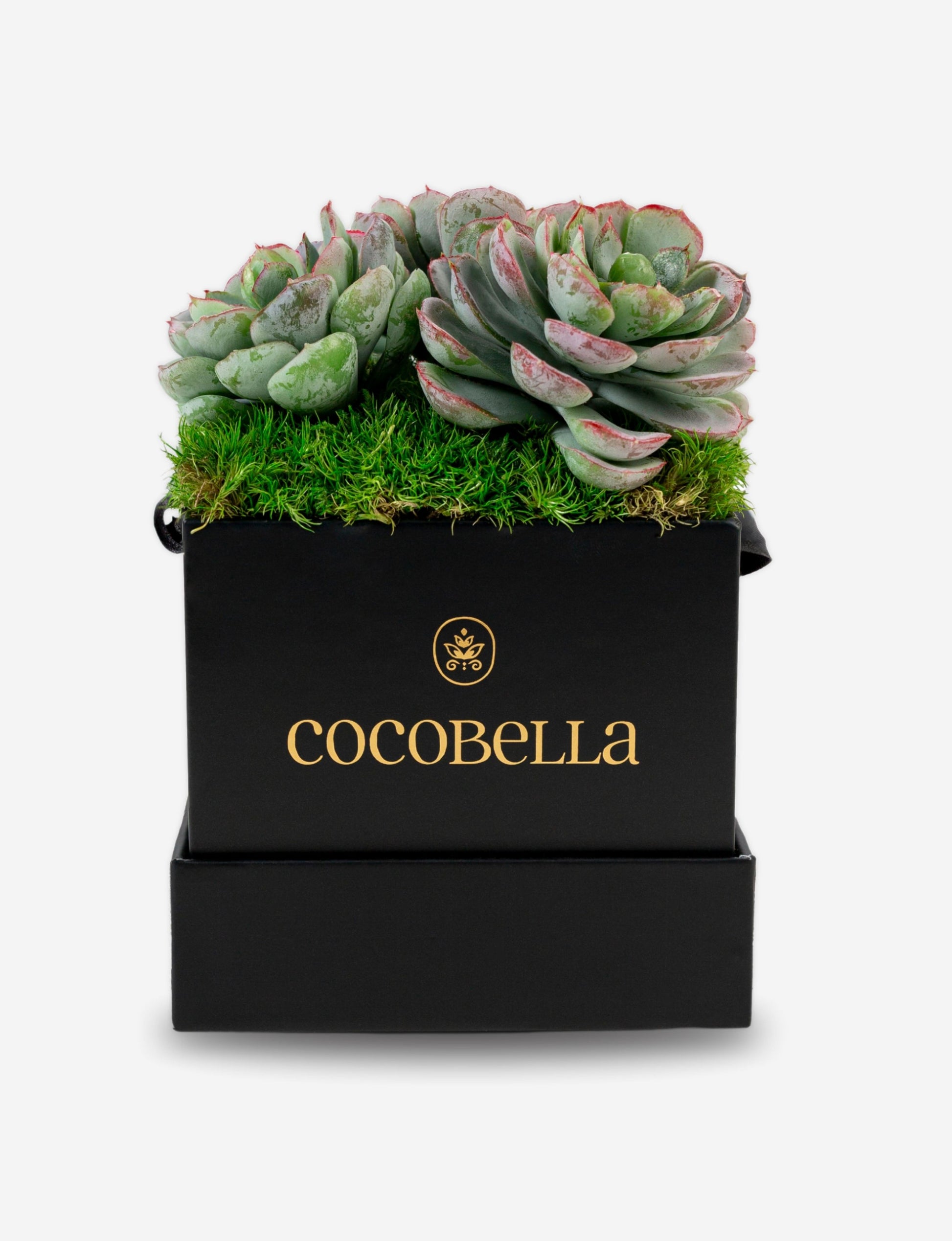 mini succulent arrangements Bella Mini Succulent Arrangement – CocoBella