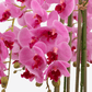 Brianna RealTouch Orchid Arrangement