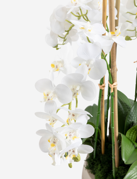 Briar RealTouch Orchid Arrangement