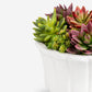 Callan Succulent Arrangement