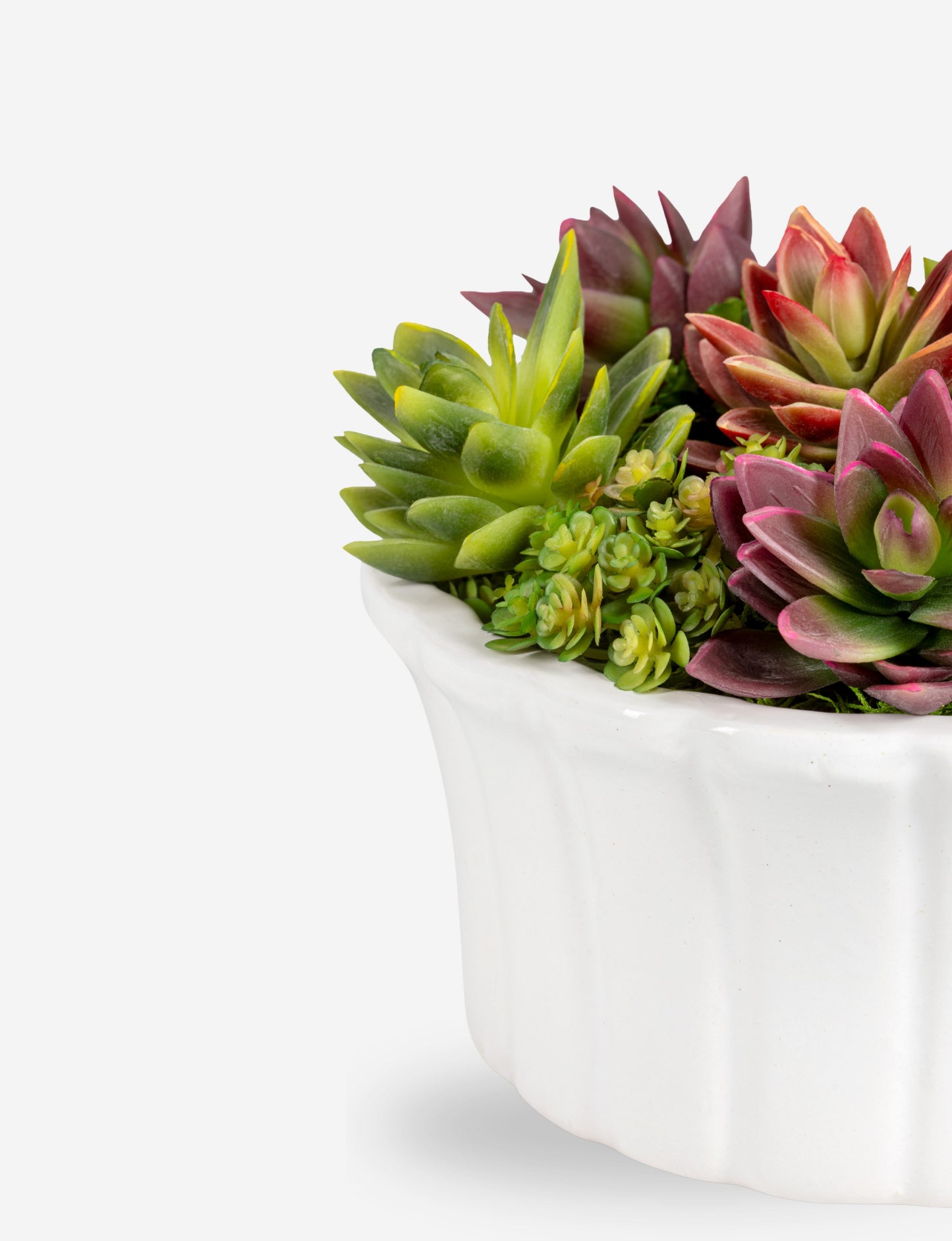 Callan Succulent Arrangement