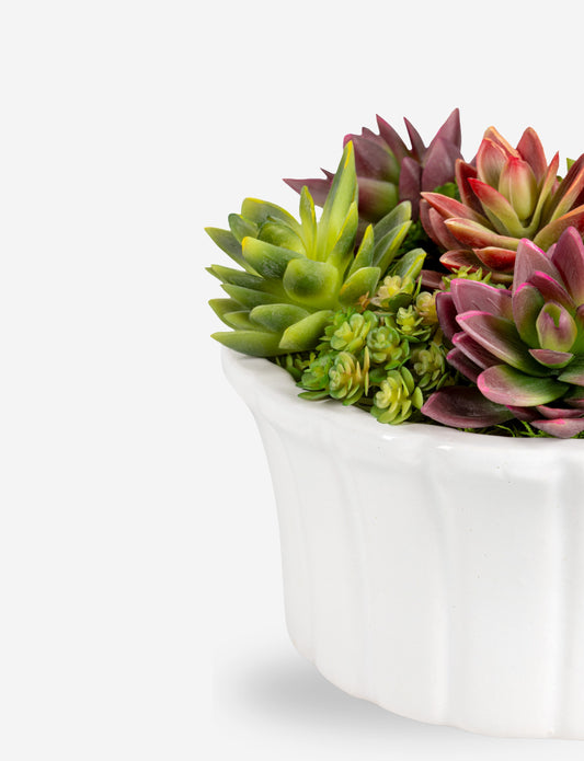 Callan Succulent Arrangement