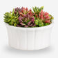 Callan Succulent Arrangement