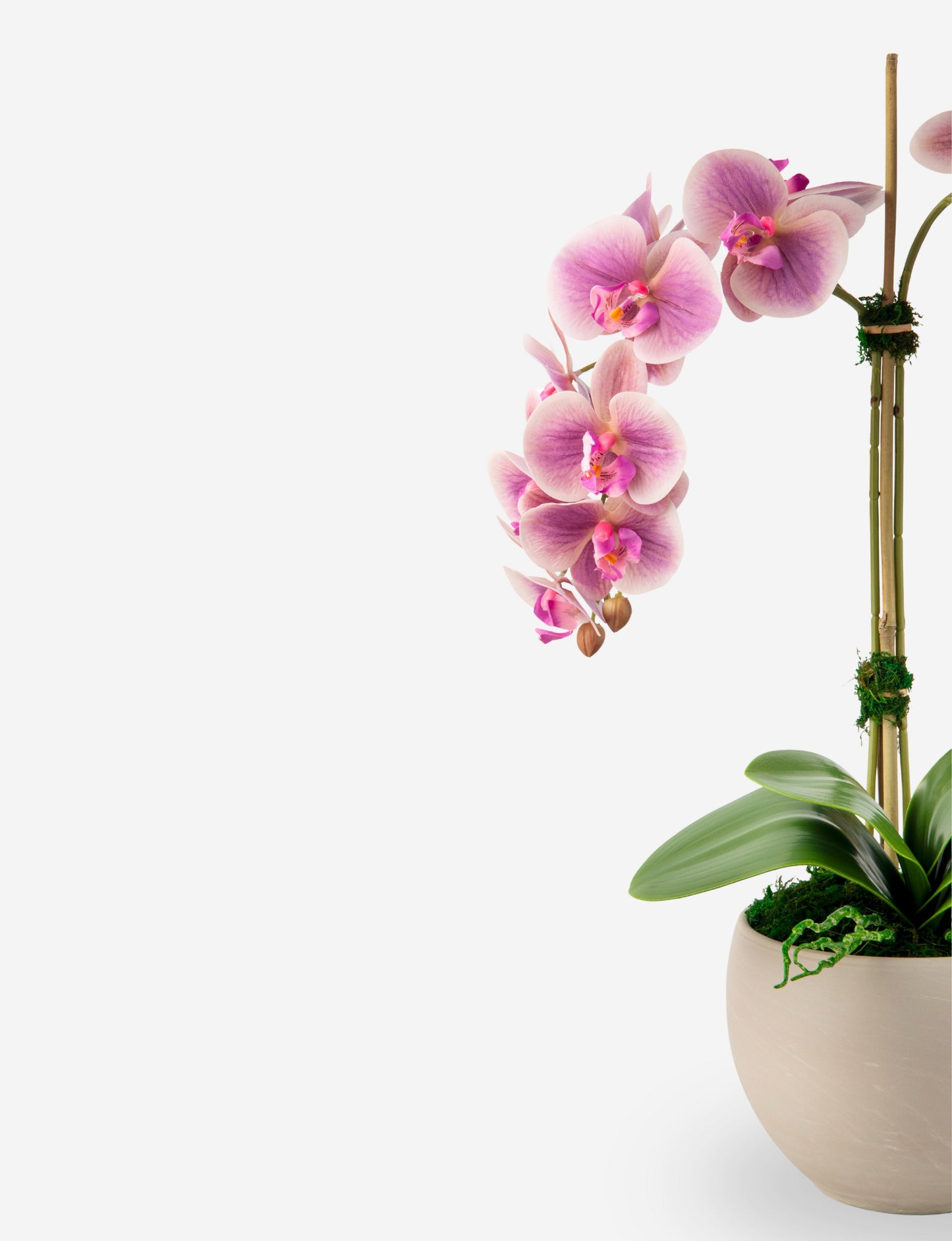 Cassandra RealTouch Orchid Arrangement