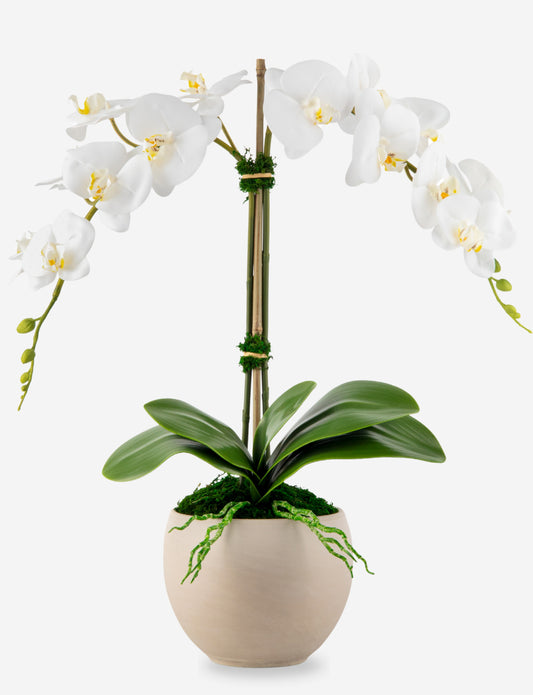 Cassandra RealTouch Orchid Arrangement