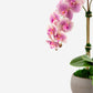 Cassis RealTouch Orchid Arrangement