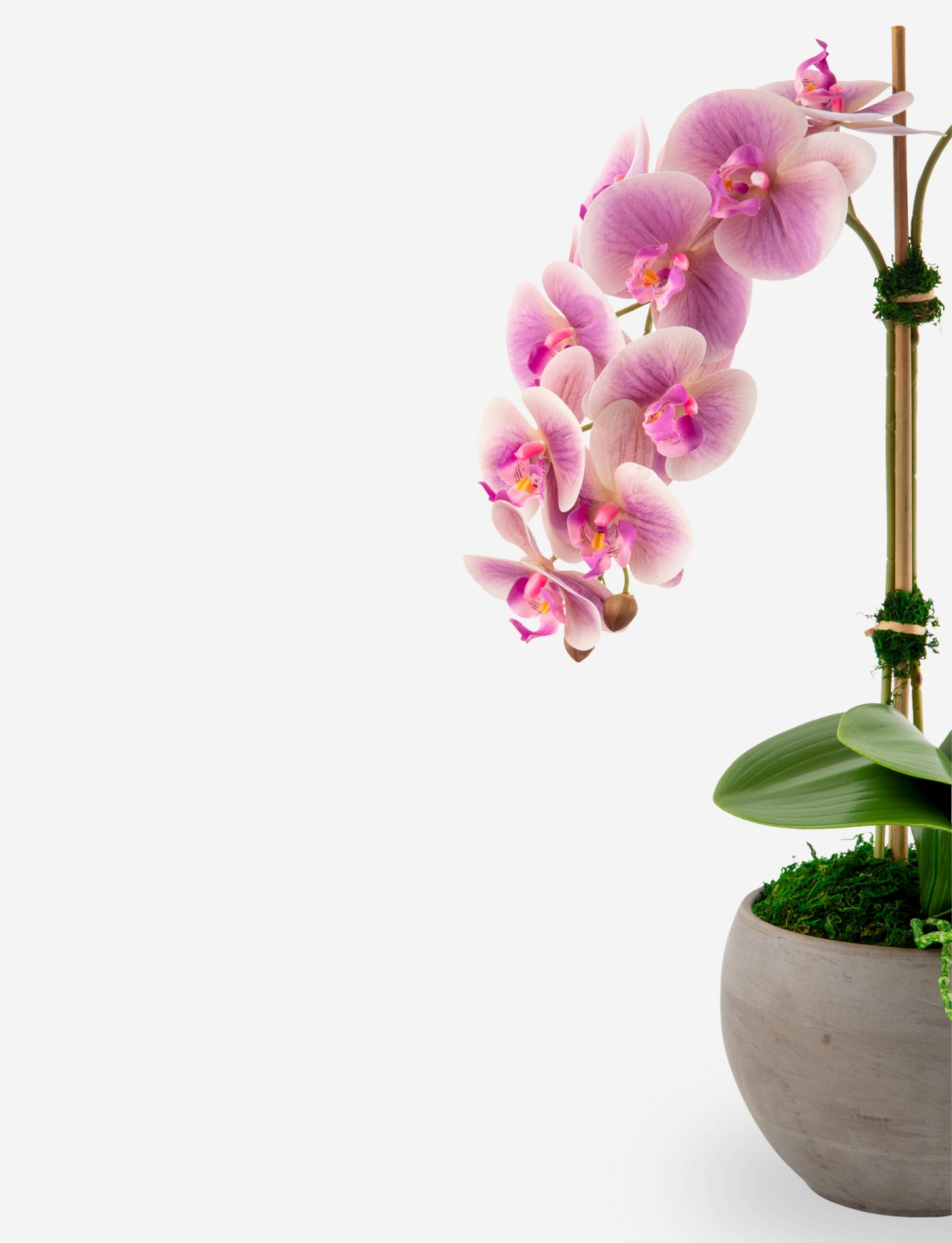 Cassis RealTouch Orchid Arrangement