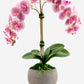 Cassis RealTouch Orchid Arrangement