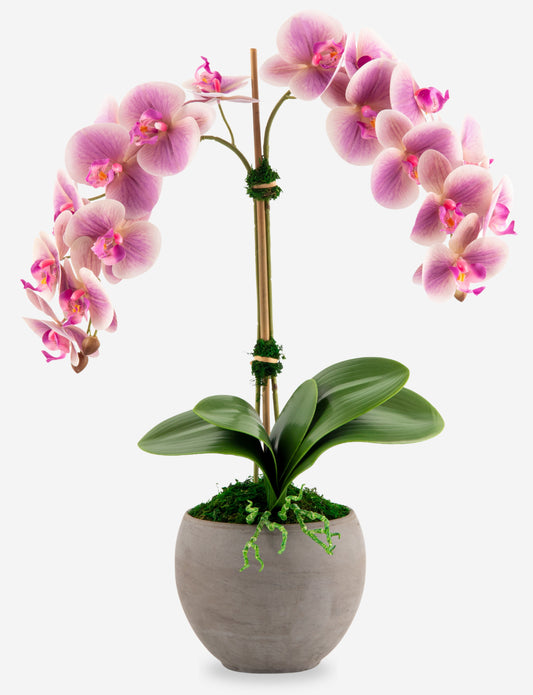 Cassis RealTouch Orchid Arrangement