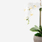 Cassis RealTouch Orchid Arrangement