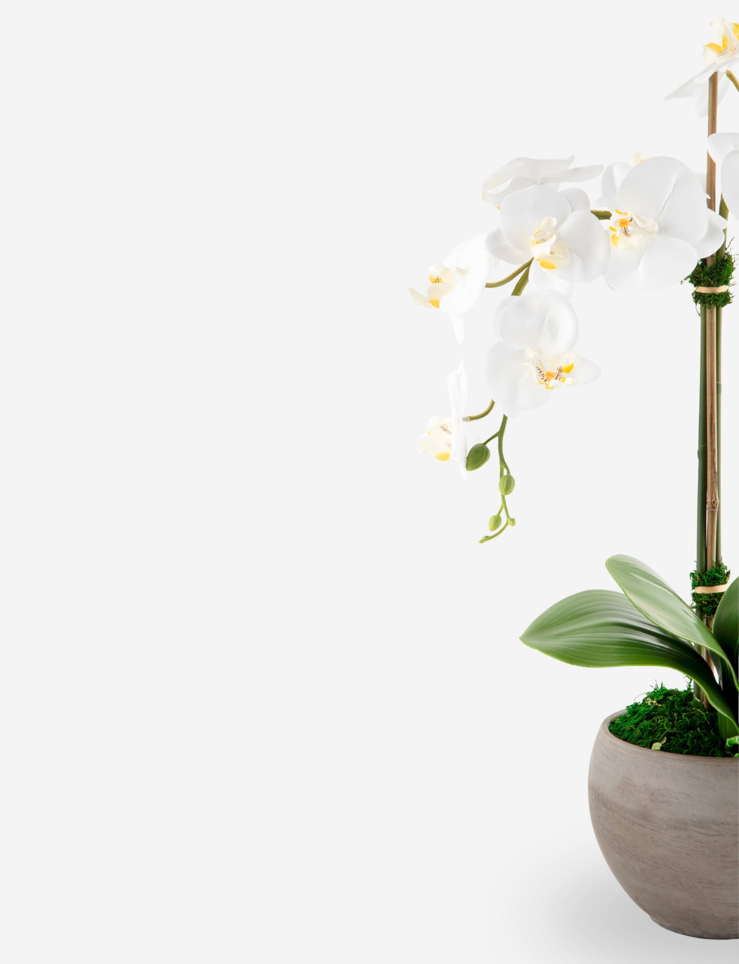 Cassis RealTouch Orchid Arrangement