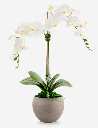 Cassis RealTouch Orchid Arrangement
