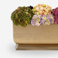 Chantilly Sedum Gold Trough