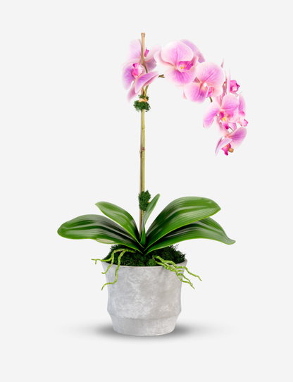 Clementine RealTouch Orchid Arrangement