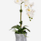 Clementine RealTouch Orchid Arrangement