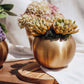 Beatrice Gold Succulent Arrangement