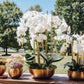 Beatrice Gold Succulent Arrangement