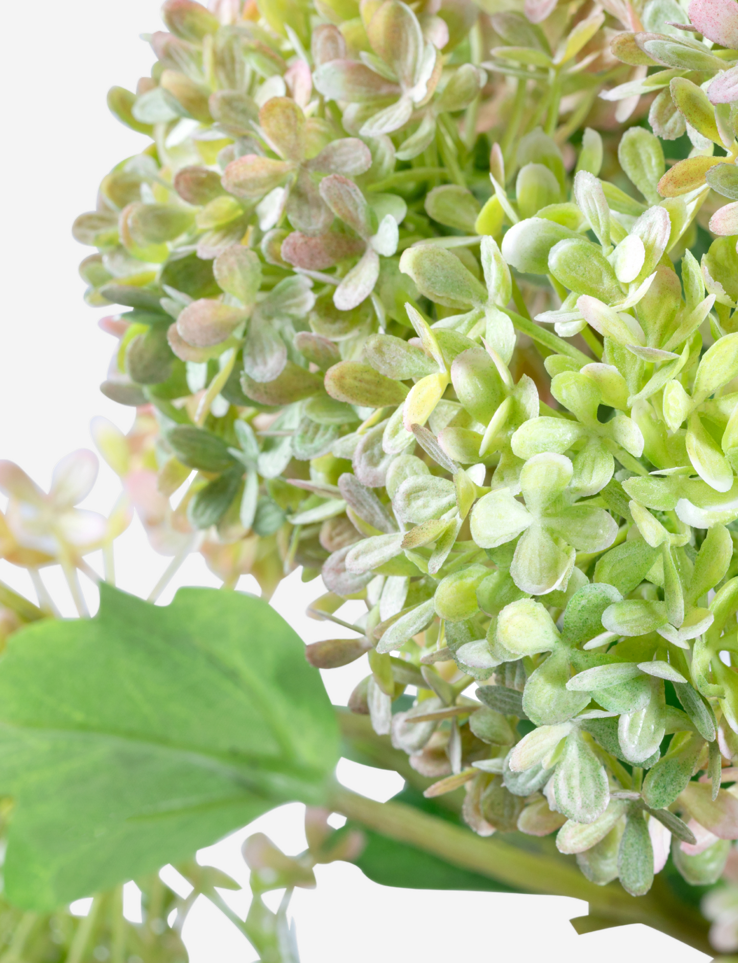 Donte Snowball Hydrangea Arrangement